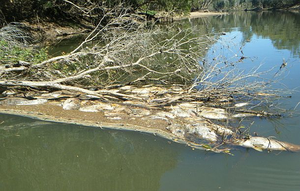 Fish kill attributed to white-spot disease